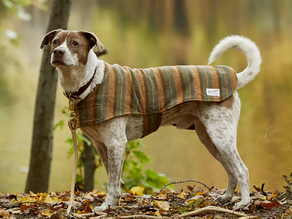 Best dog clearance sweaters 2018